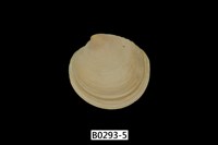 藏品(灰鏡蛤)的圖片